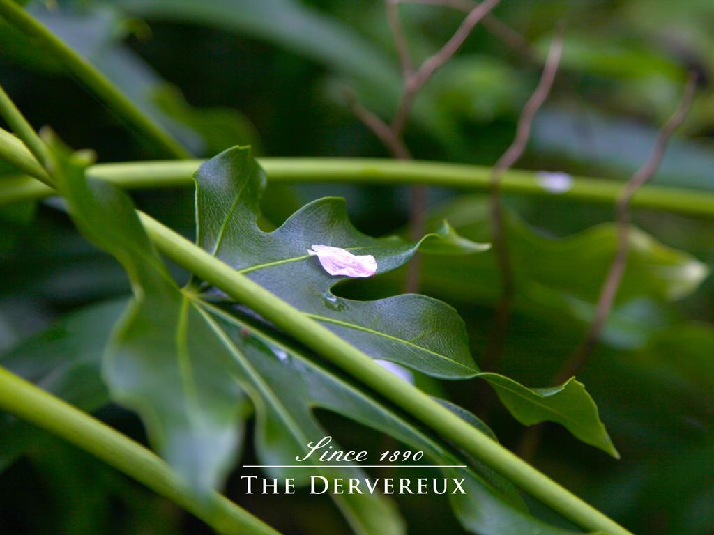 The Devereux Boutique Hotel Auckland Kültér fotó